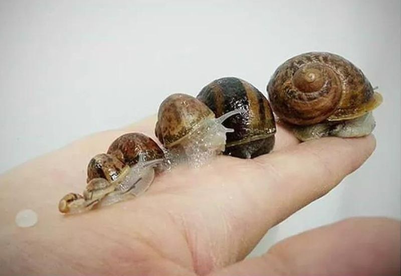 helix-aspersa-schnecken Helix Aspersa Schnecken